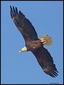 _4SB0654 bald eagle